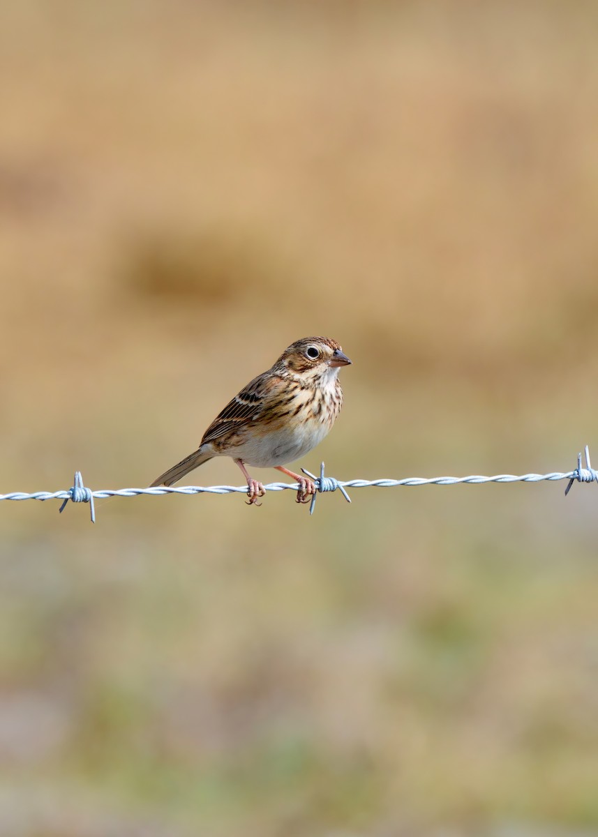 Пасовник польовий - ML650327415