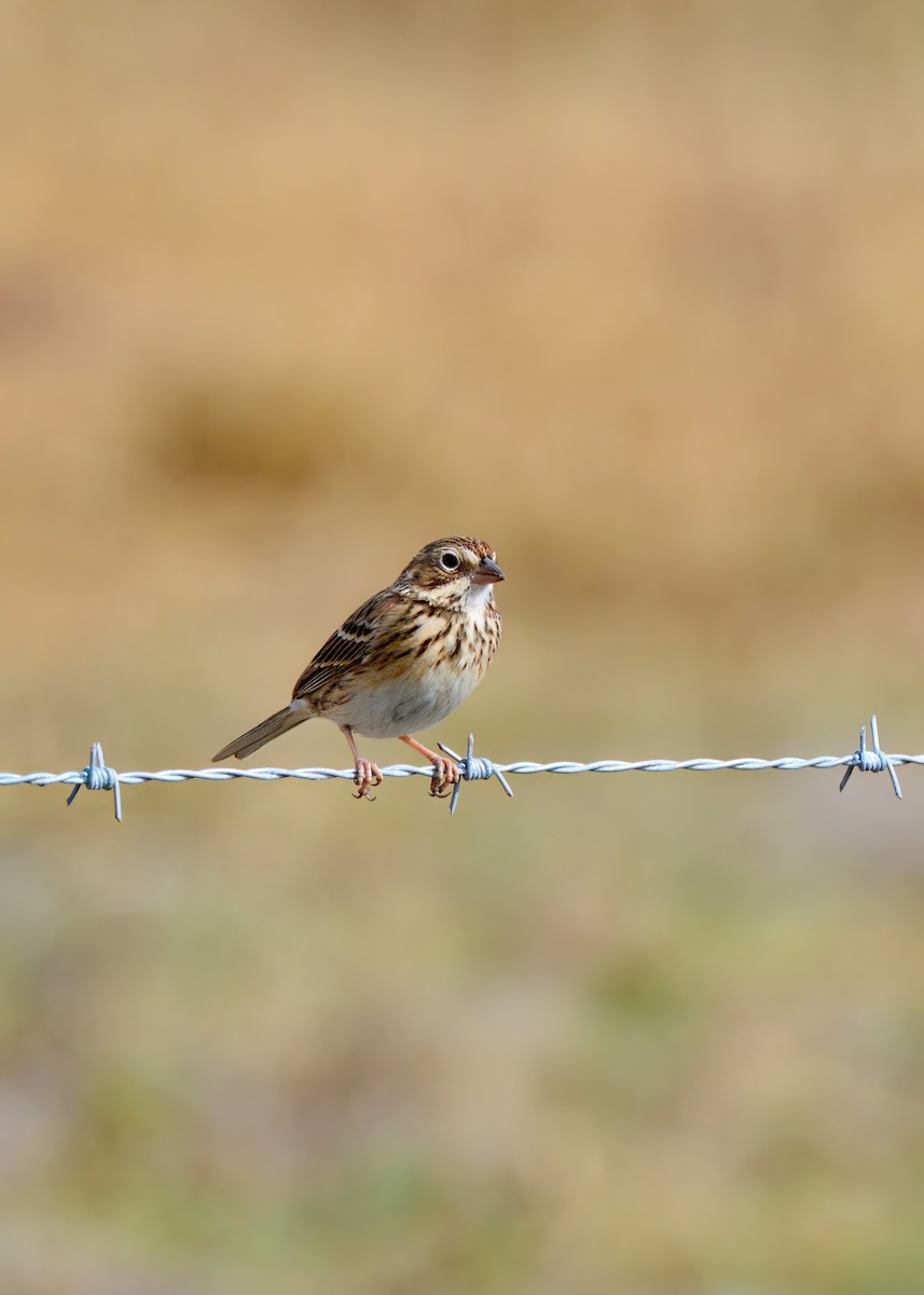 Пасовник польовий - ML650327416