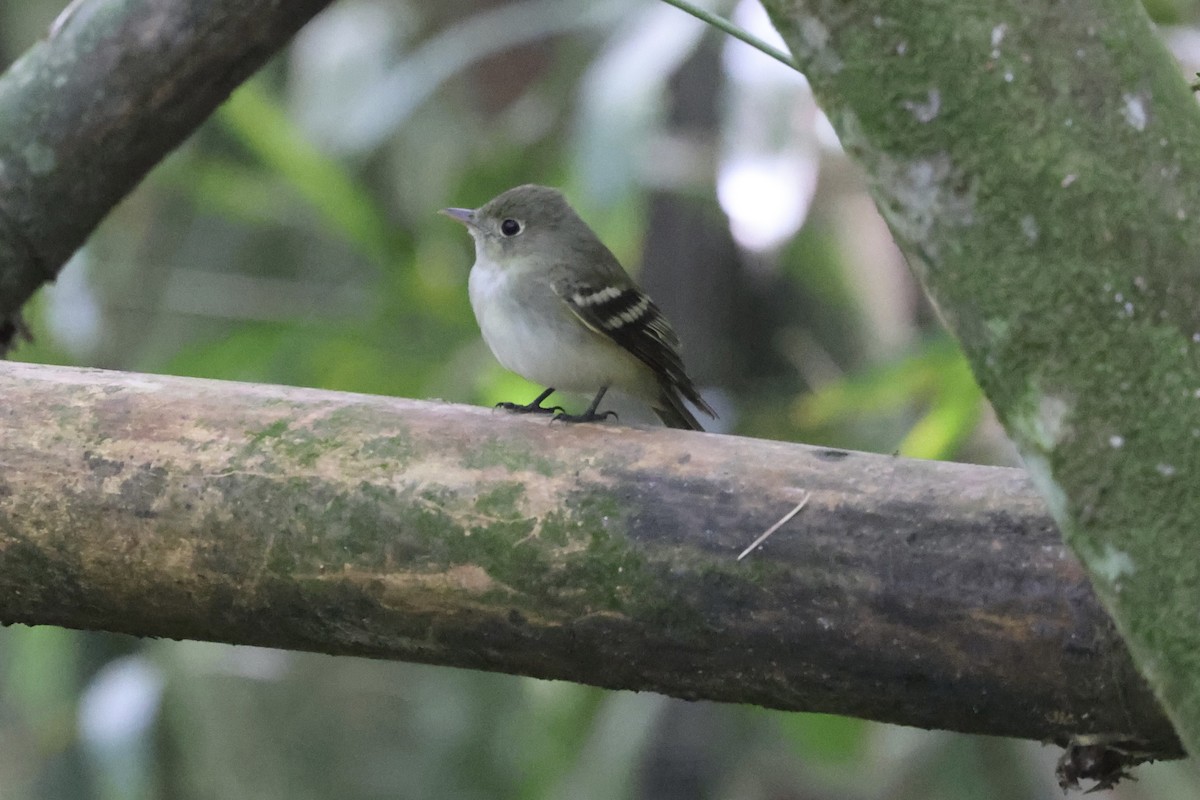 Acadian Flycatcher - ML650327676