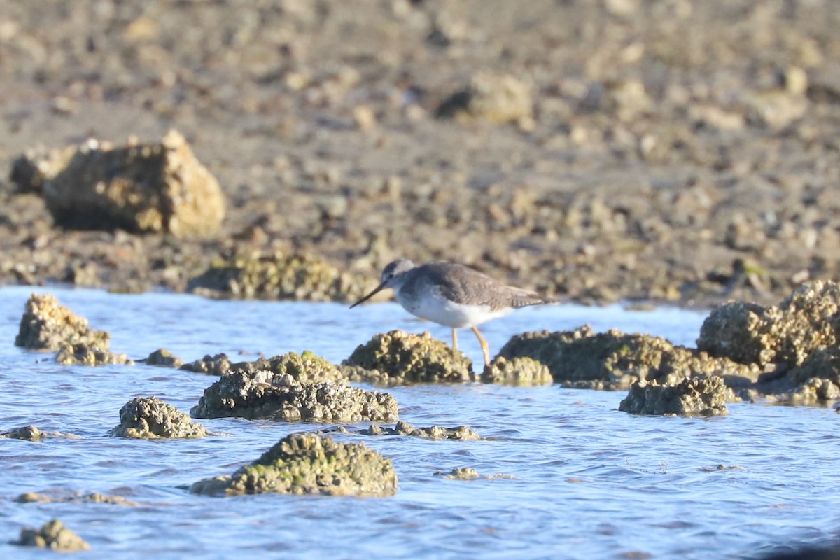 Grand Chevalier - ML650327696