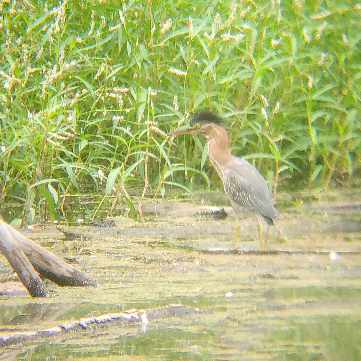 Green Heron - ML650327914