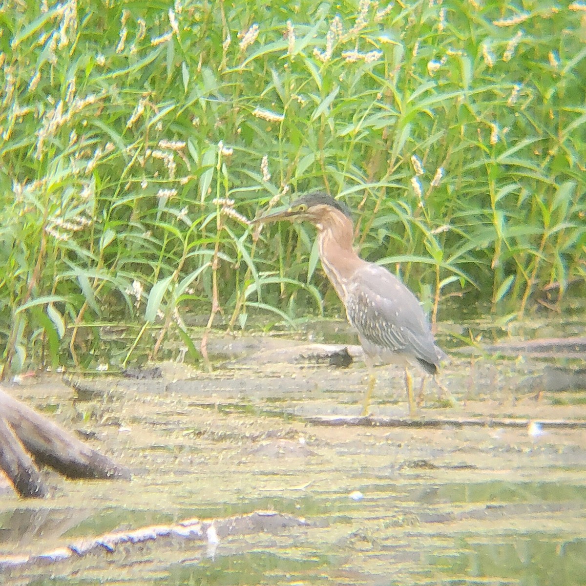 Green Heron - ML650327915