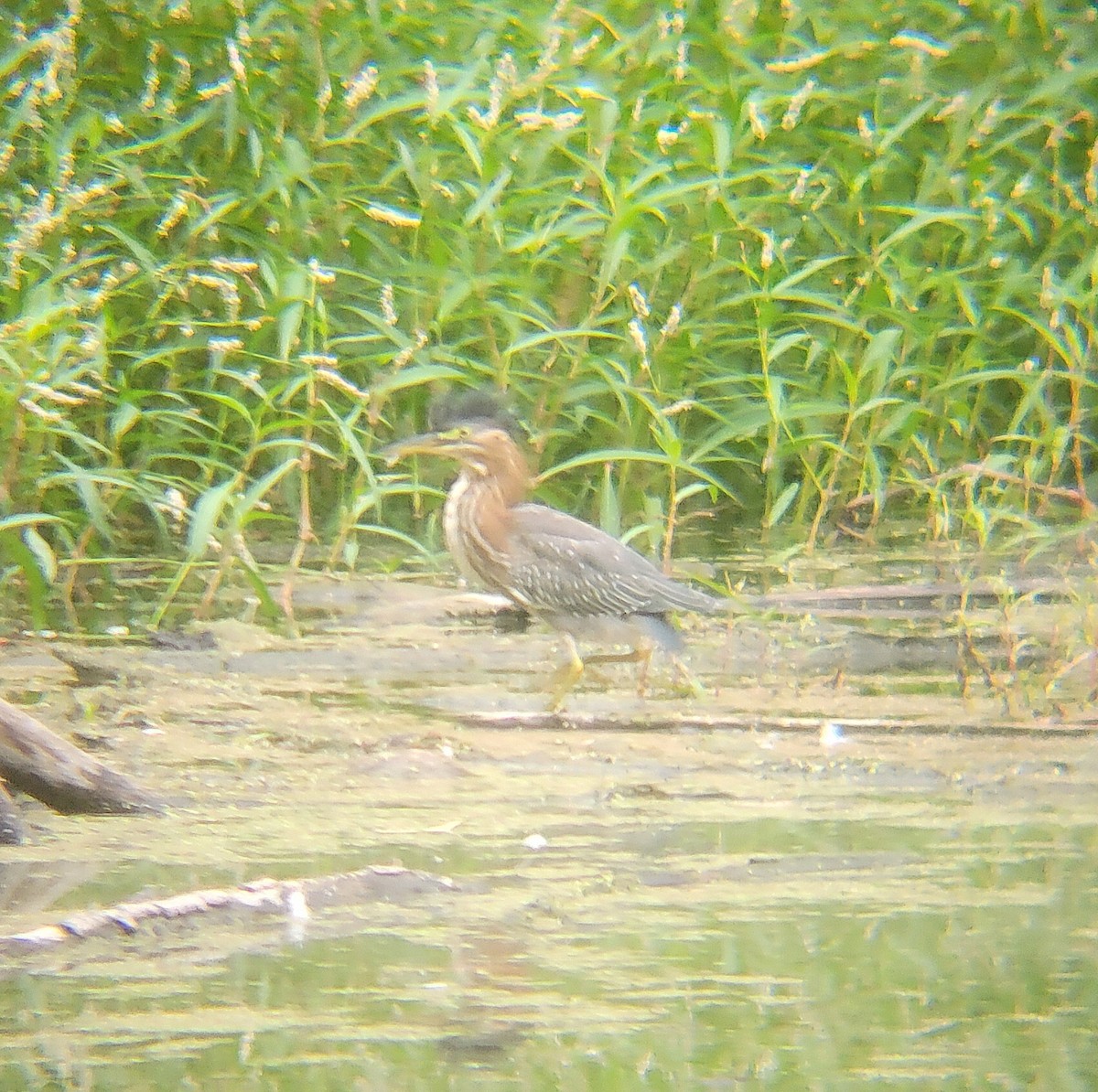 Green Heron - ML650327916