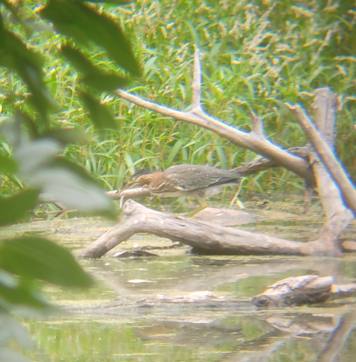 Green Heron - ML650327933