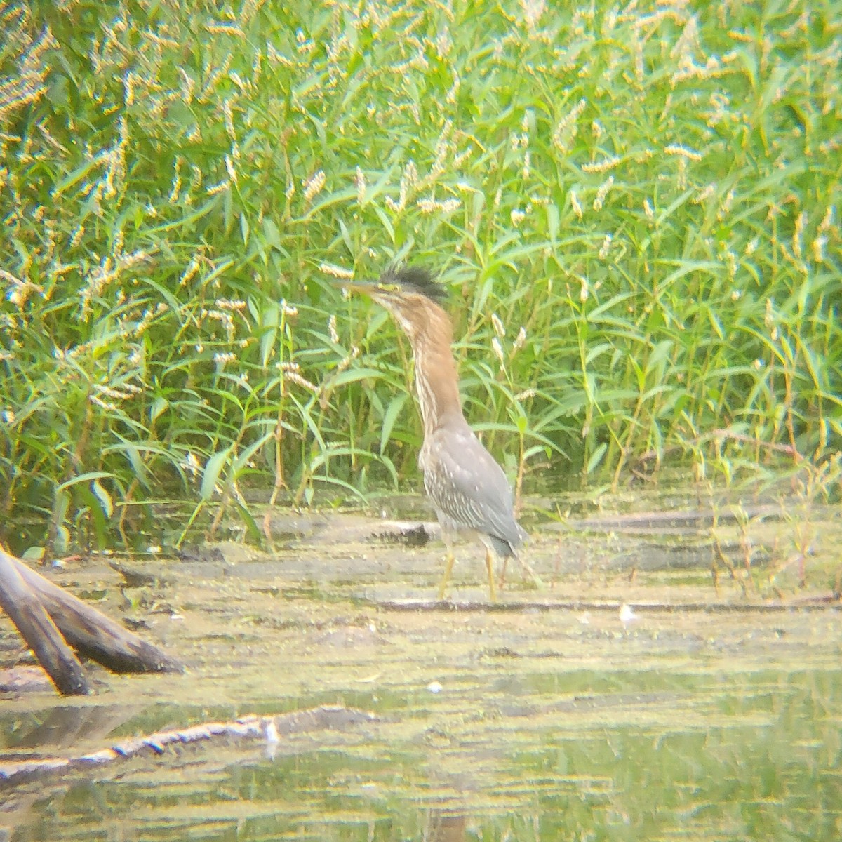 Green Heron - ML650327934