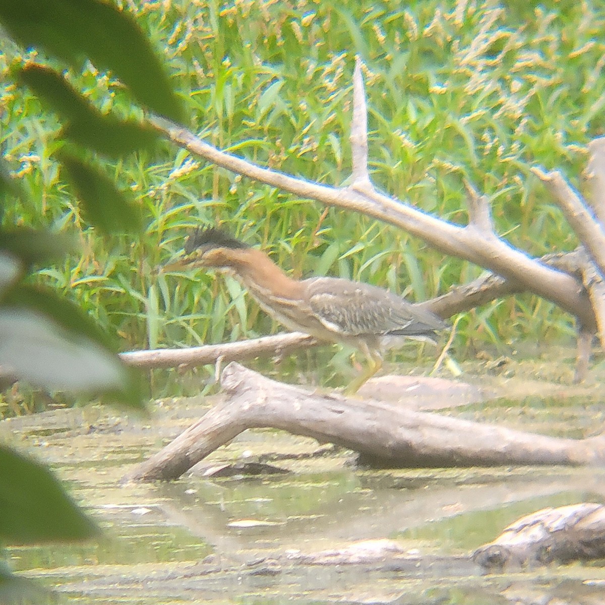 Green Heron - ML650327935