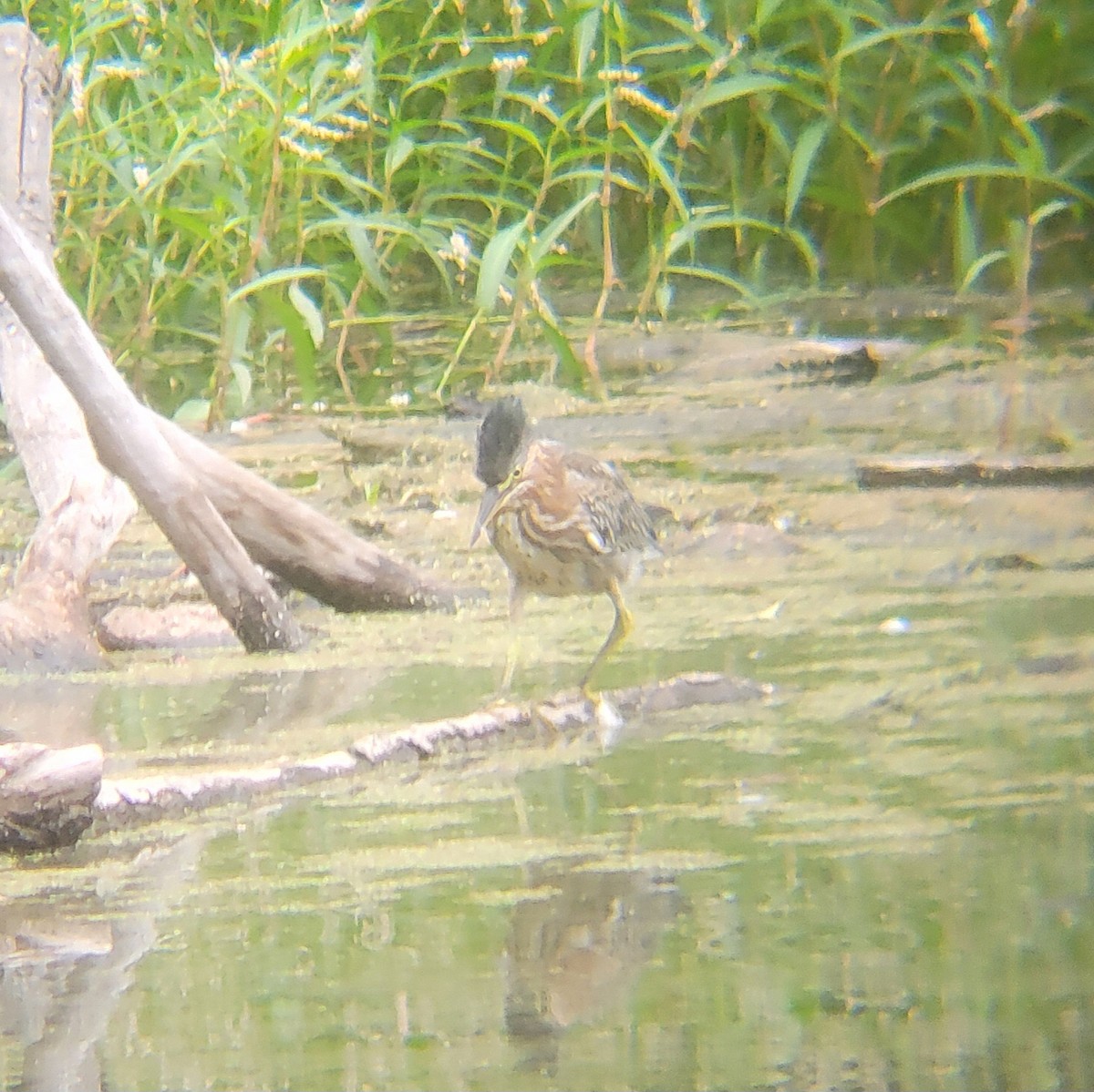 Green Heron - ML650327962