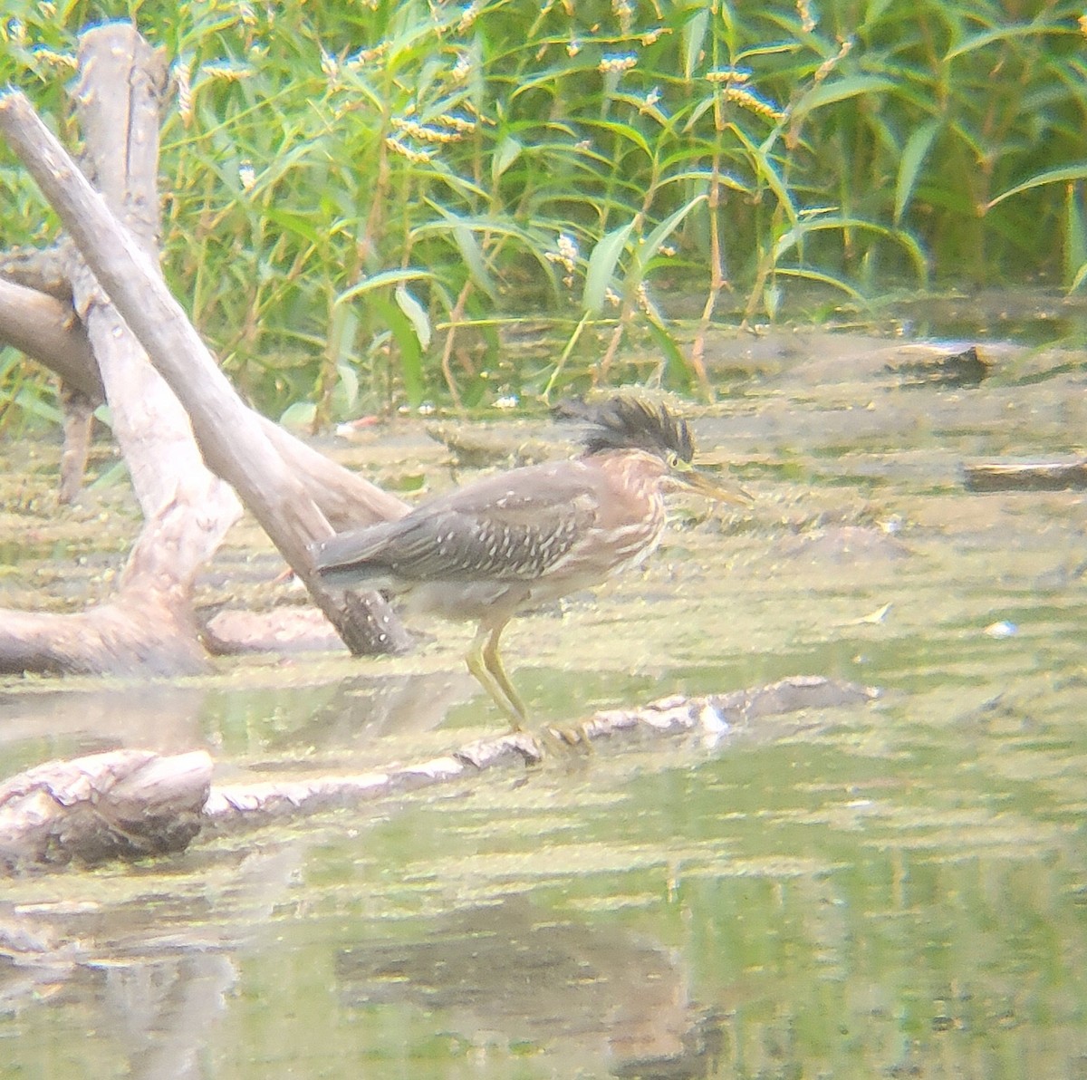 Green Heron - ML650327964