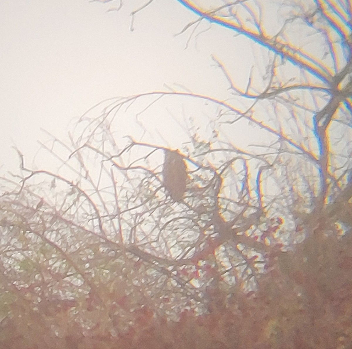 Great Horned Owl - ML650328169