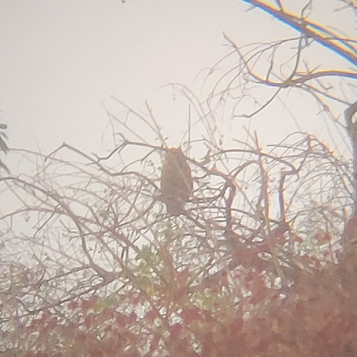 Great Horned Owl - ML650328170