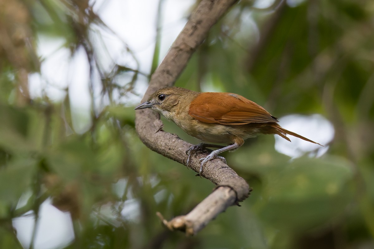 Araguaia Spinetail - ML650328483
