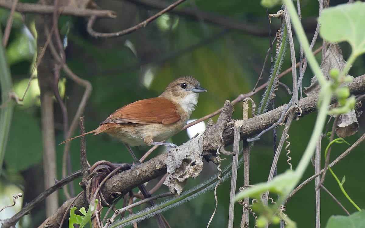 Araguaia Spinetail - ML650328485