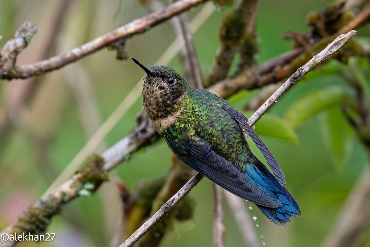 Amethyst-throated Sunangel - ML650328603