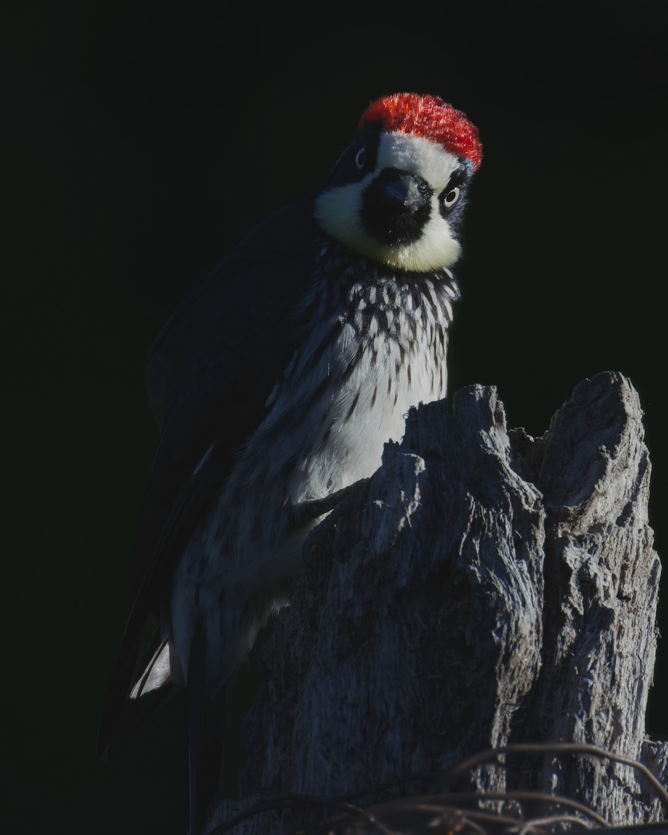 Acorn Woodpecker - ML650329080