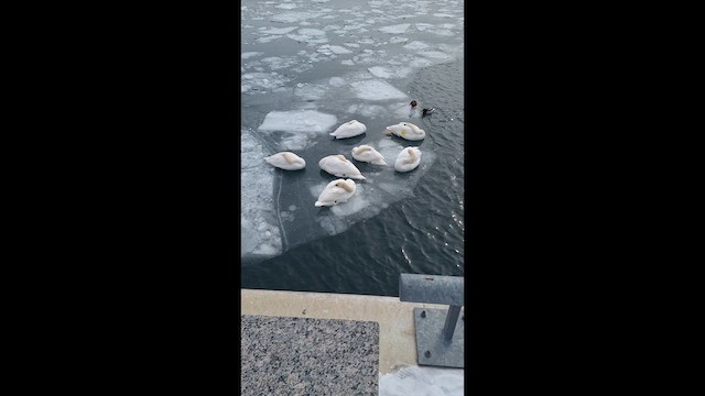 Mute Swan - ML650330034