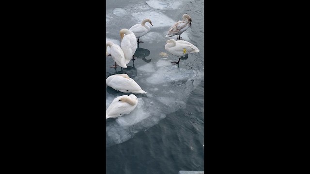 Mute Swan - ML650330035