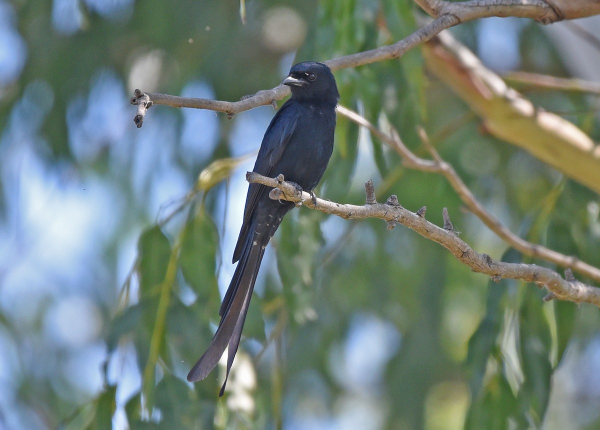 Hair-crested Drongo - ML650330064