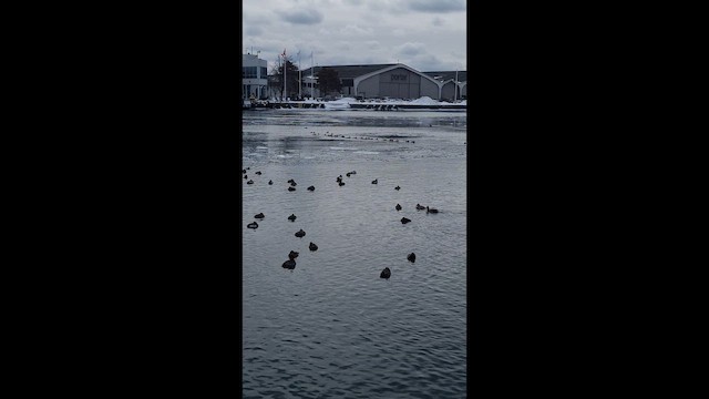 Redhead - ML650330159