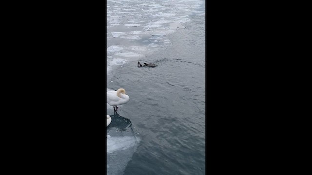 Greater Scaup - ML650330191