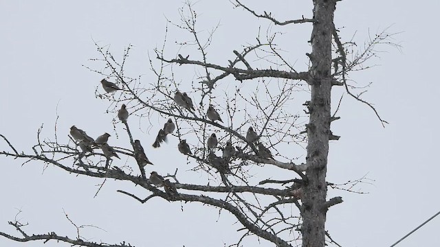Bohemian Waxwing - ML650330198