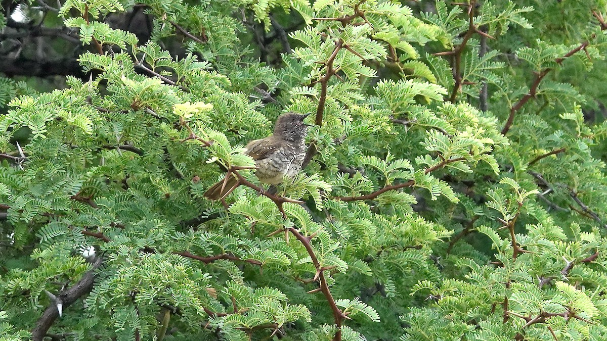 Barred Wren-Warbler - ML650330333