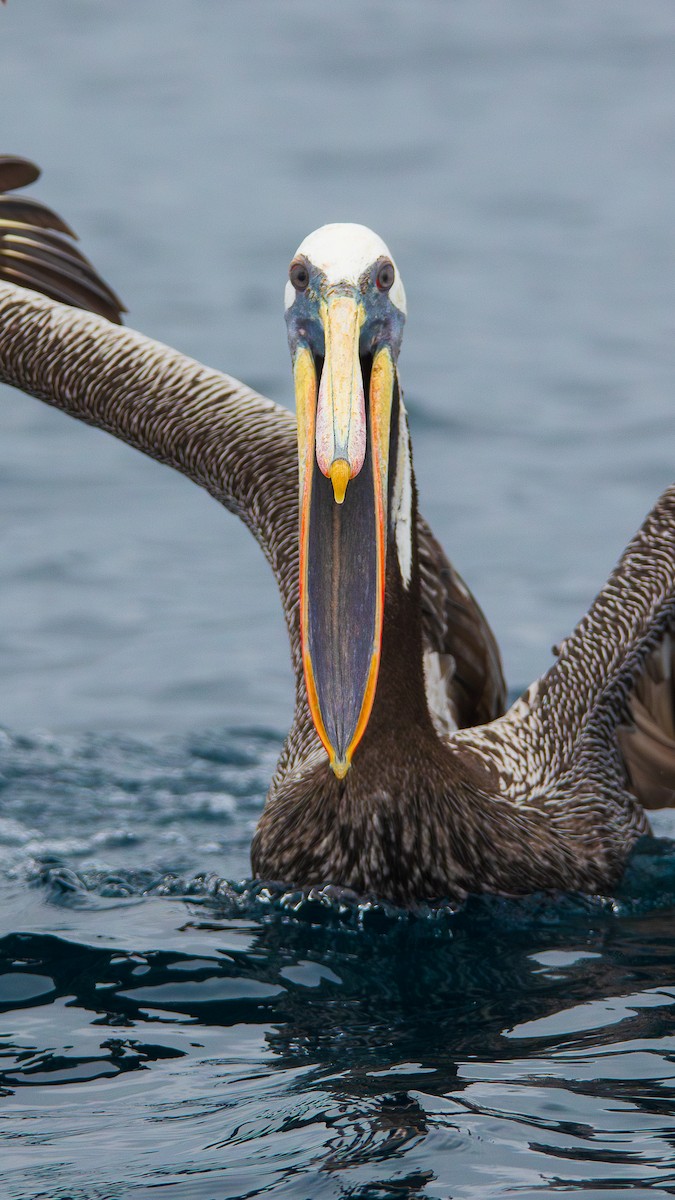 Peruvian Pelican - ML650330883