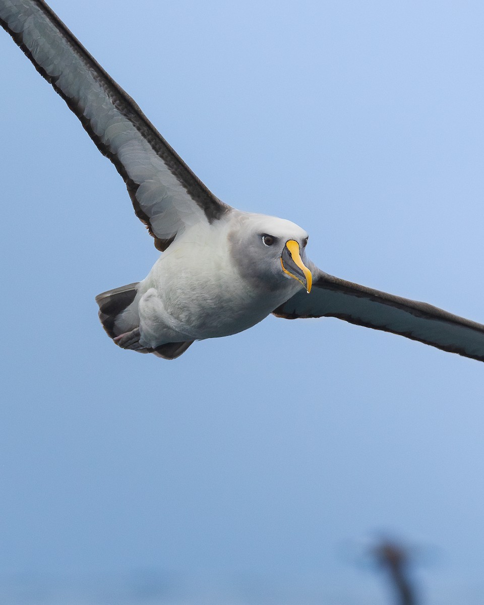 Buller's Albatross - ML650330895