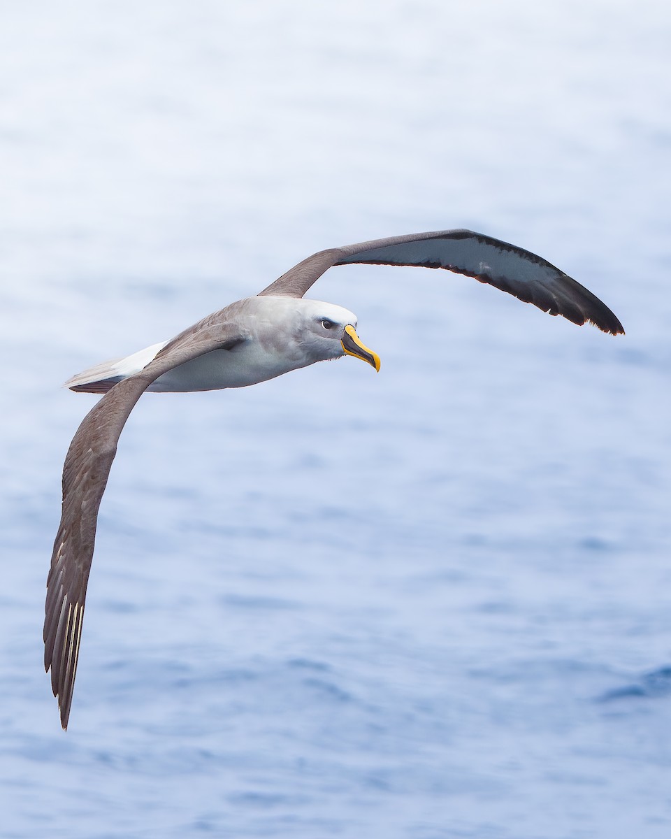Buller's Albatross - ML650330906