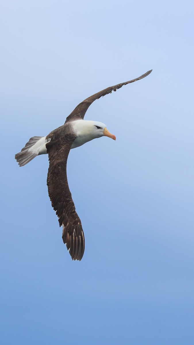 Black-browed Albatross - ML650330911