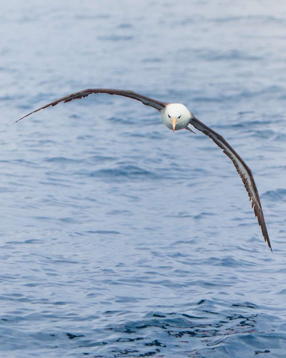 Black-browed Albatross - ML650330920