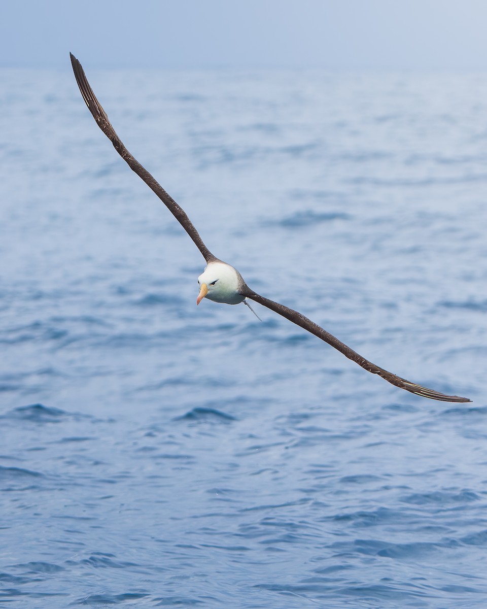 Black-browed Albatross - ML650330923
