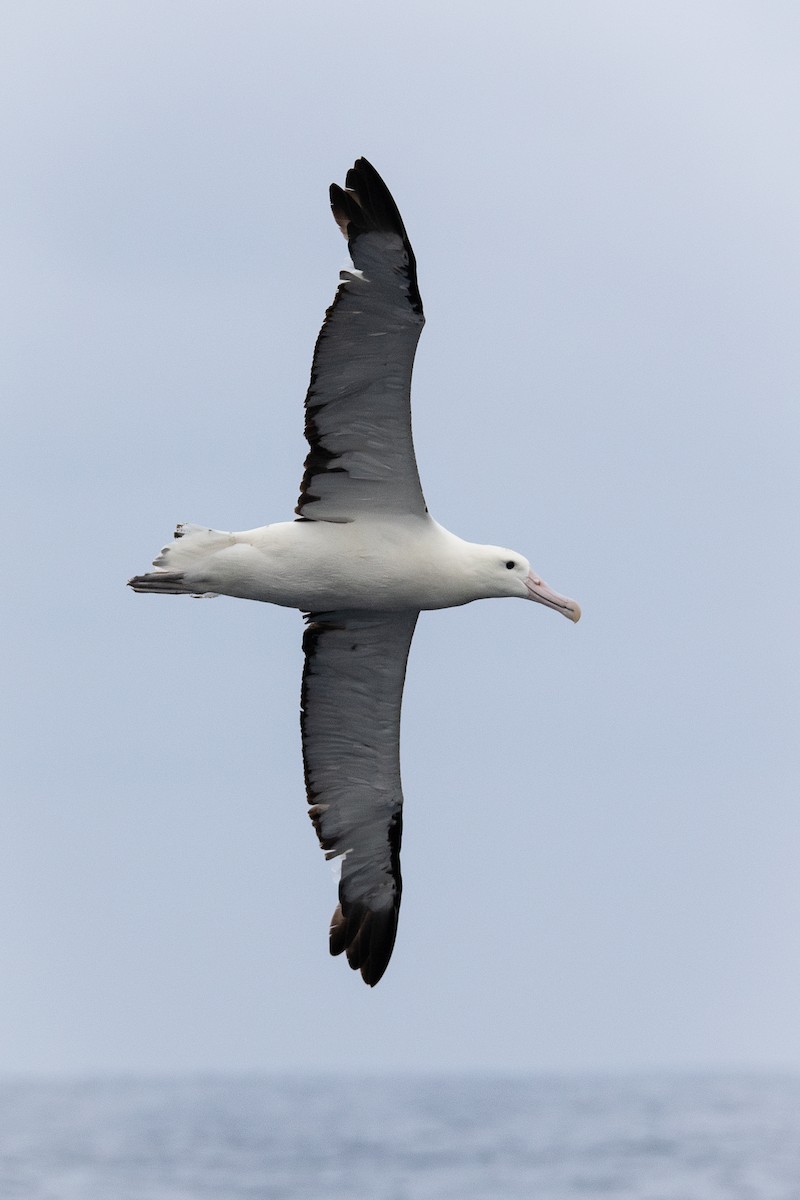 Northern Royal Albatross - ML650330948