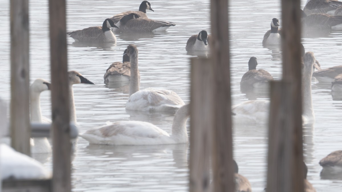 Trumpeter Swan - ML650330967
