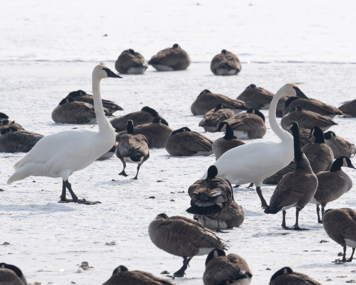Trumpeter Swan - ML650330997