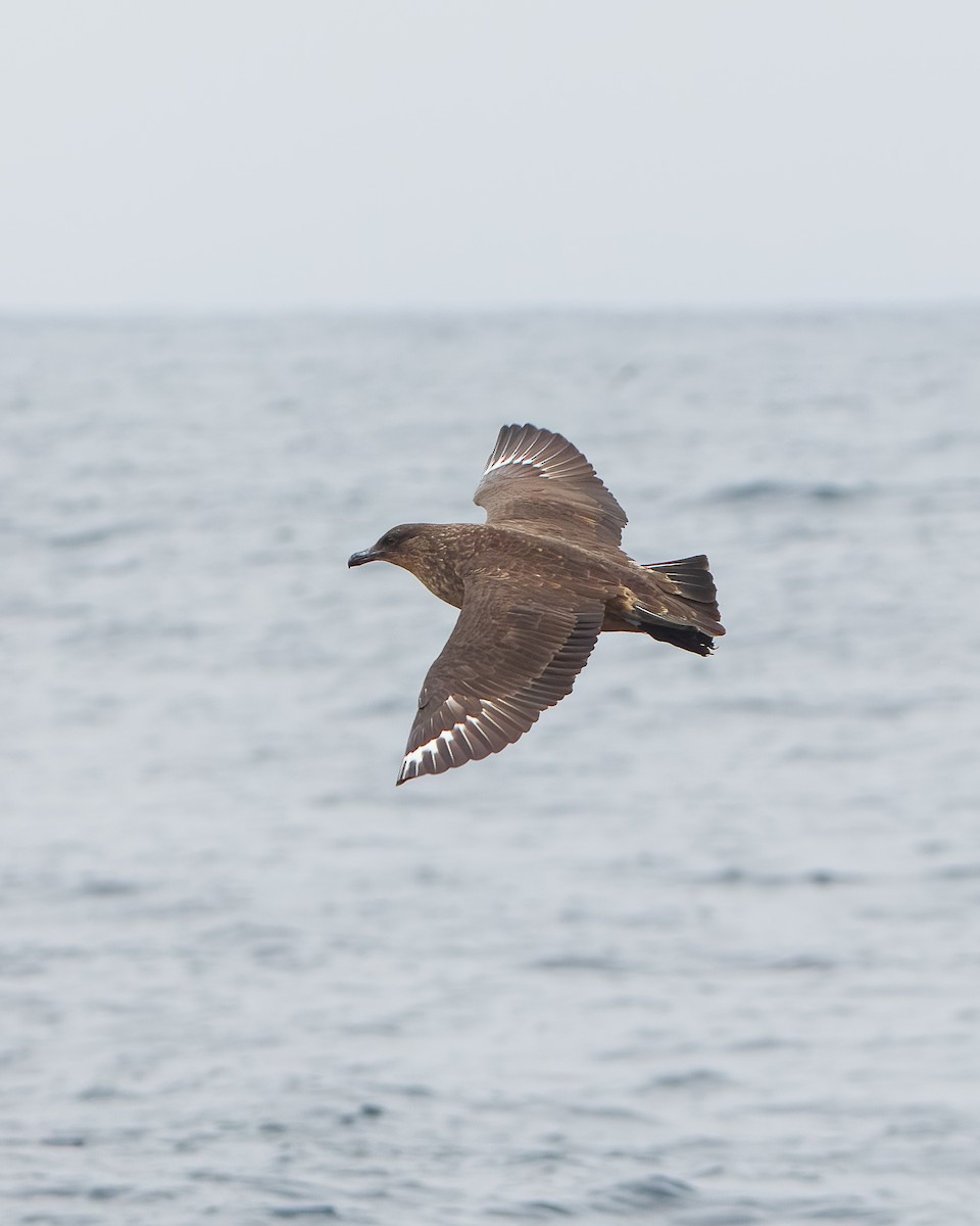 Chilean Skua - ML650331001