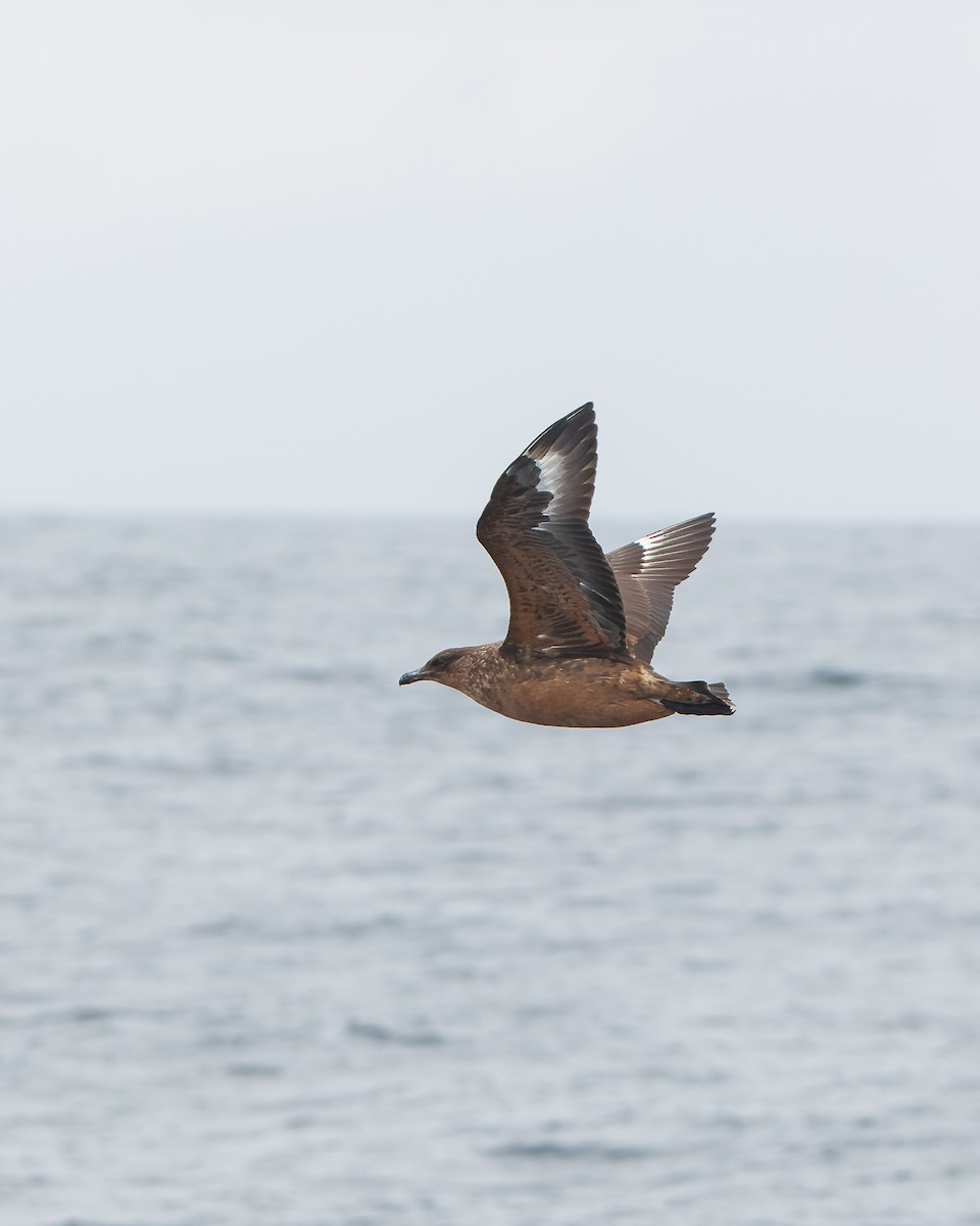Chilean Skua - ML650331002