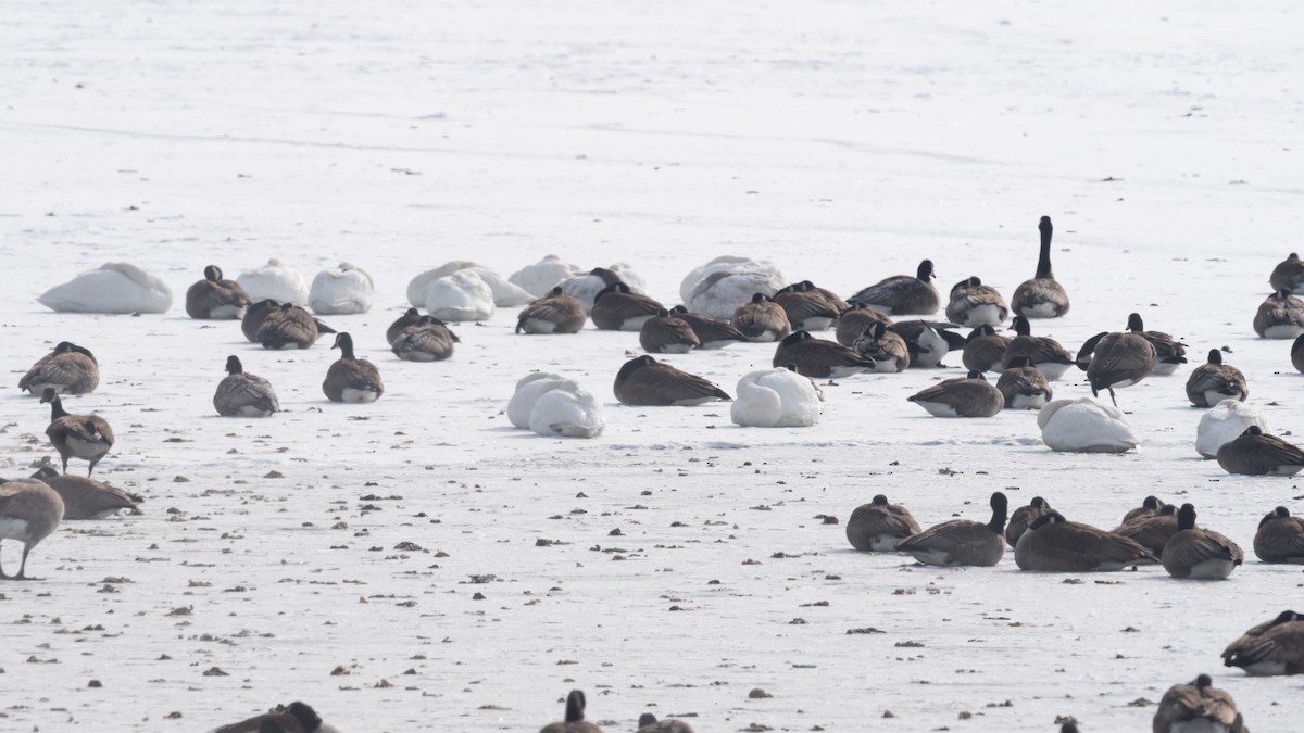 Trumpeter Swan - ML650331022