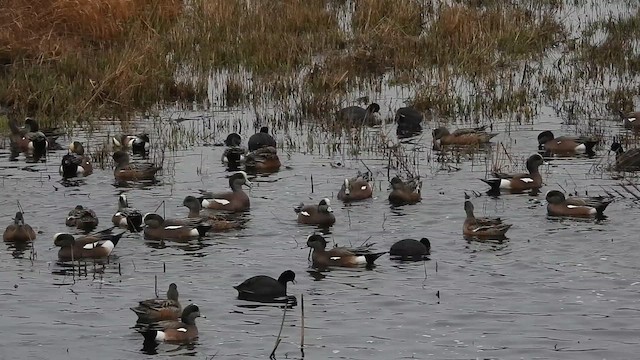 Свищ американський - ML650331058