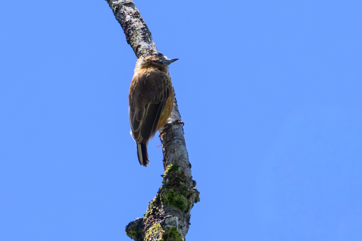 Picumne ocré - ML650331101