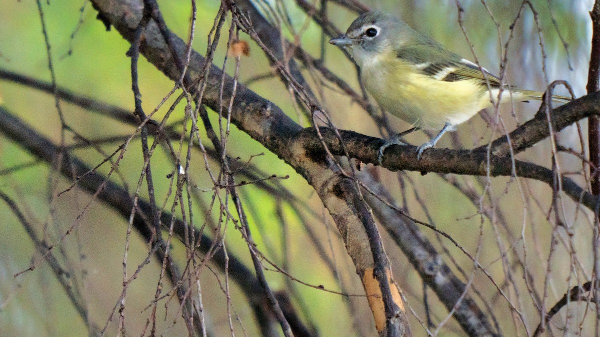 Cassinvireo - ML650331353