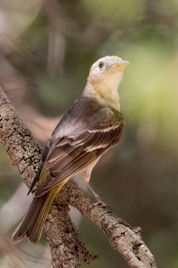 Western Tanager - ML65033141