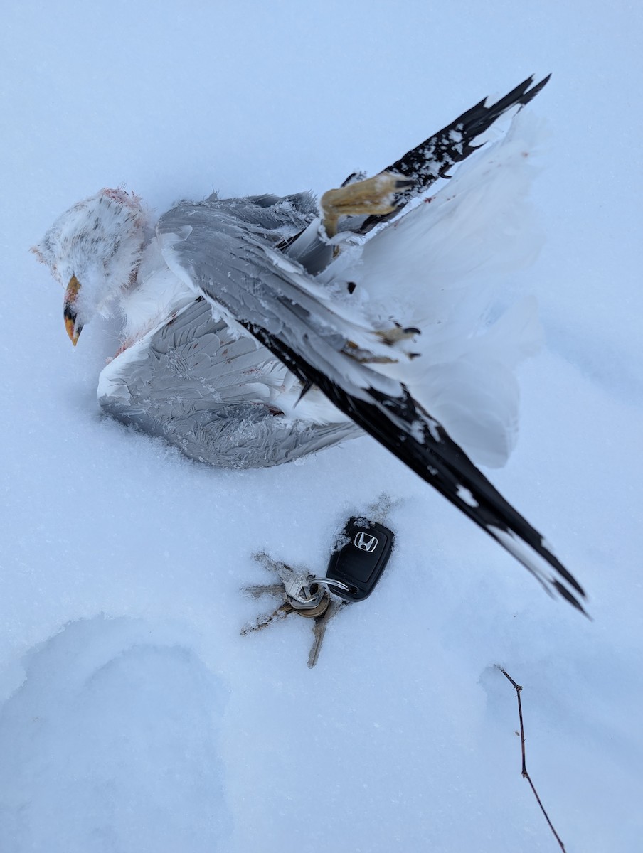 Gavina americana - ML650331527