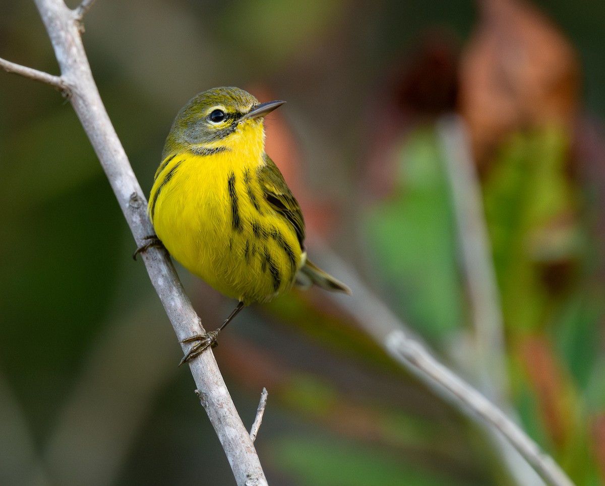 Prairie Warbler - ML650331539