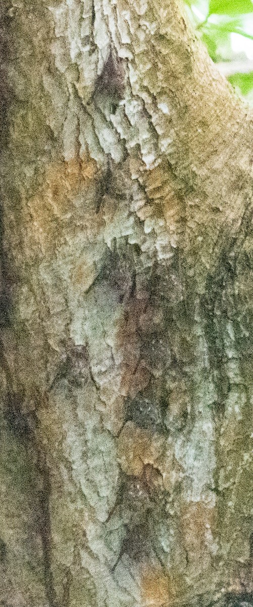 בעלי חיים - ML650332273