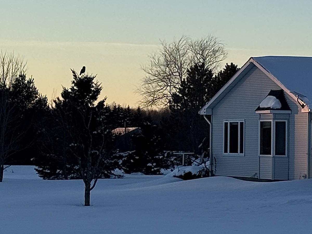 Lapon Baykuşu - ML650332289