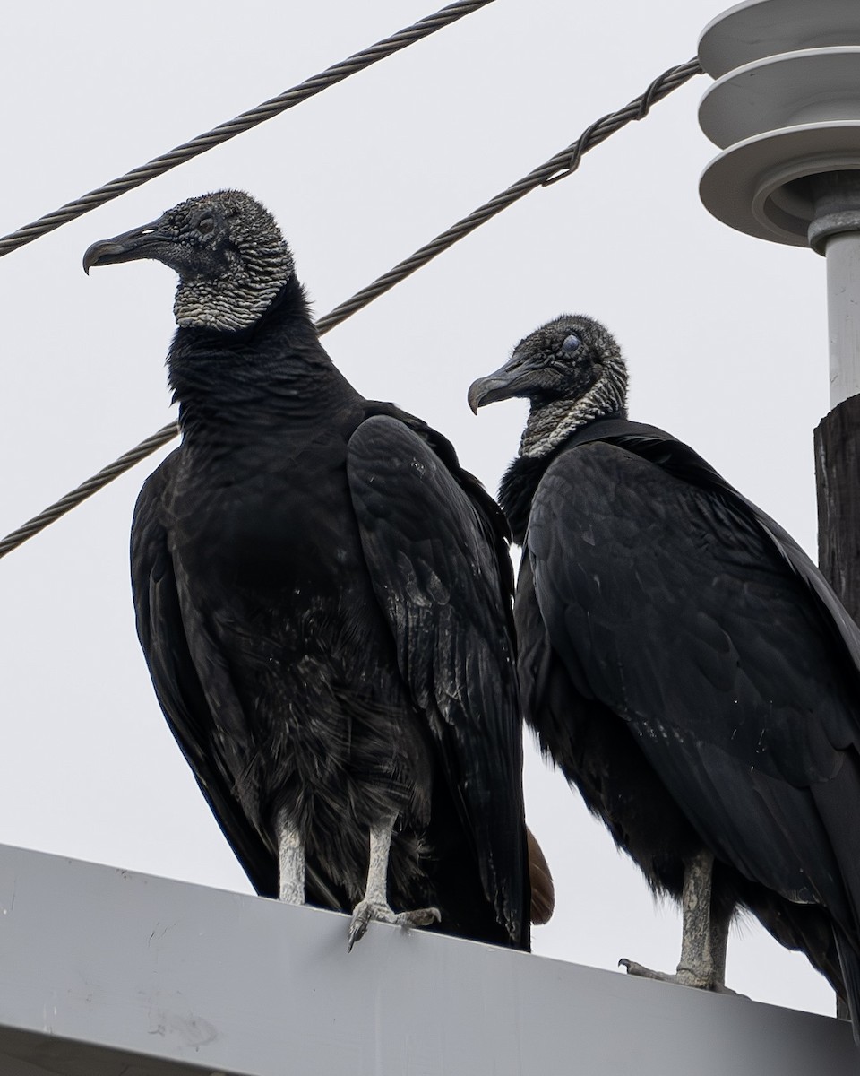 Black Vulture - ML650332342