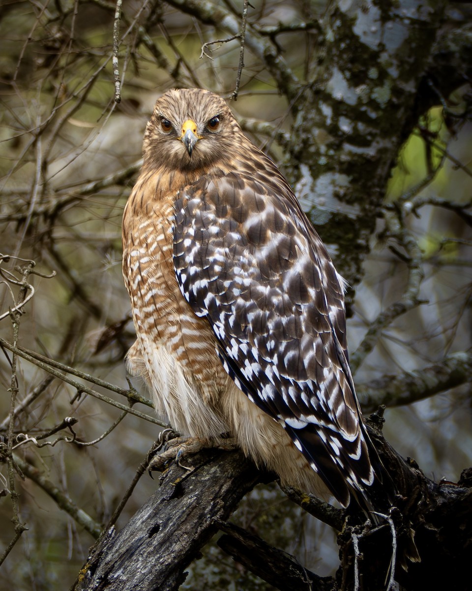 Red-shouldered Hawk - ML650332356
