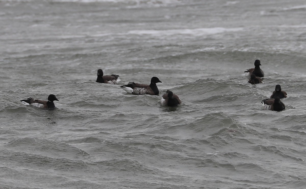 eBird Checklist - 1 Feb 2026 - Rudee Inlet - 23 species