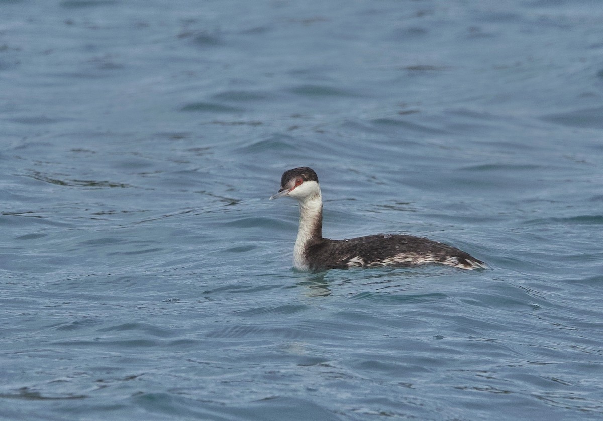 Horned Grebe - ML650332496