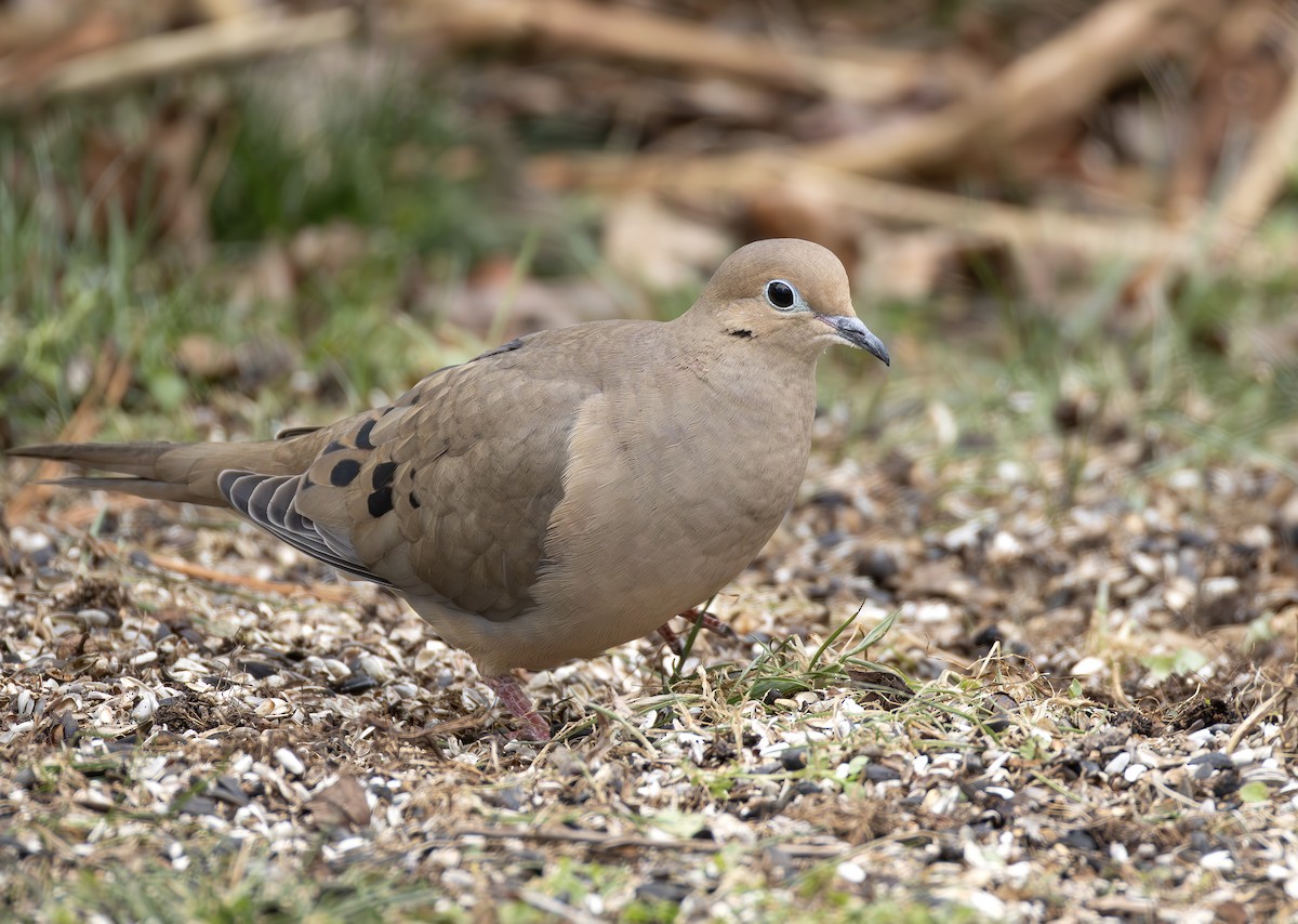 sørgedue - ML650332901